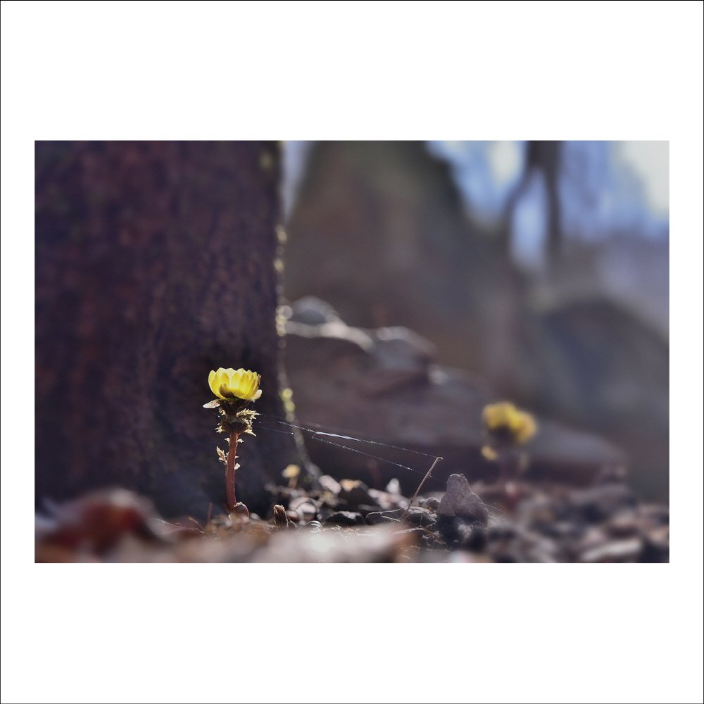 크기변환_DSC_5436.jpg : 복수초와의 데이트