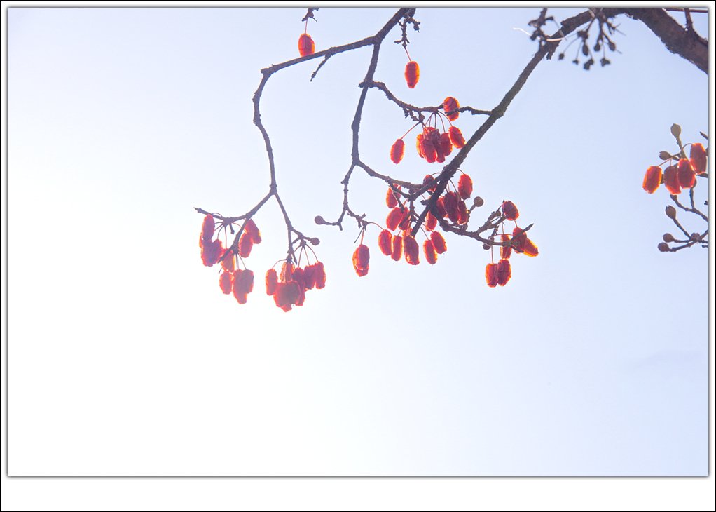 [R]DSC_3500.jpg : 남자한테 좋다는데~