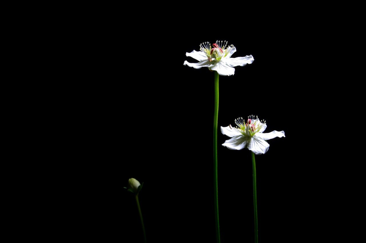 BandPhoto_2019_09_29_20_42_45.jpg : 물매화