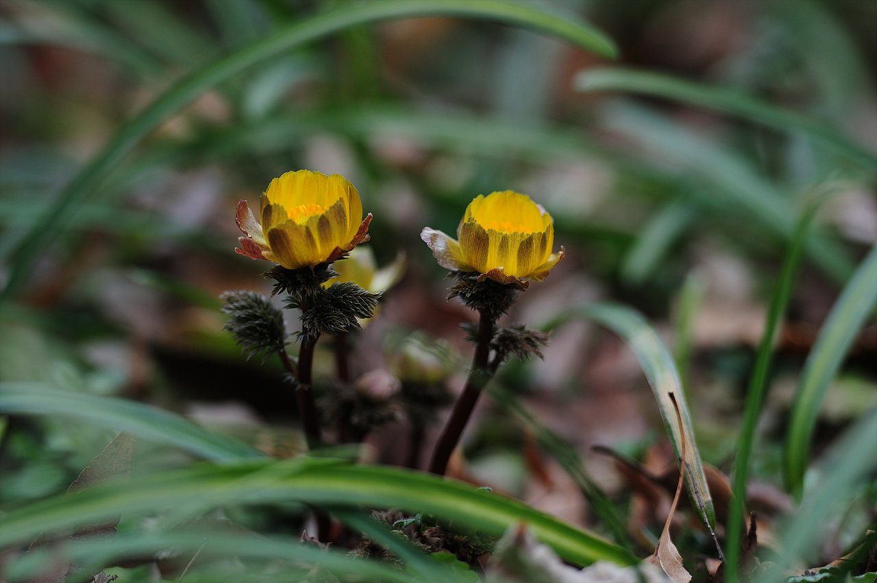 _DSC9849_00001.jpg : 3월1일 신구대 식물원 소식