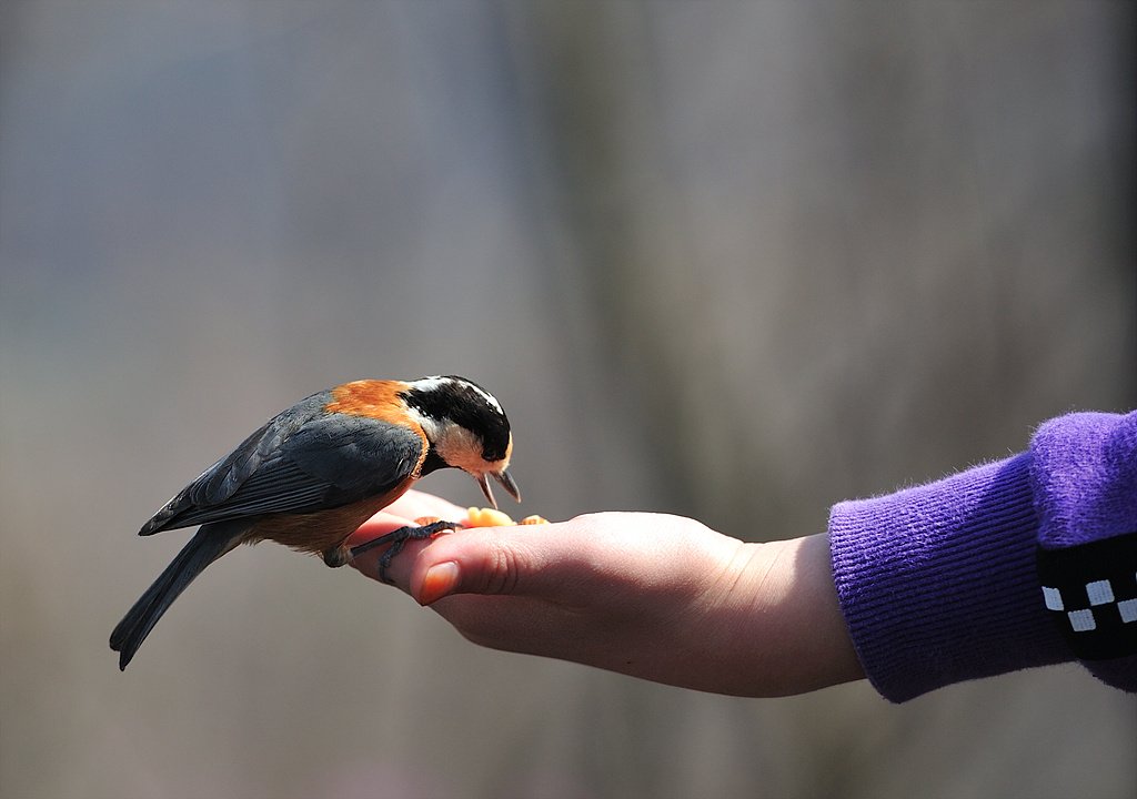 _DSC3419_00001.jpg : 무봉산정상에서