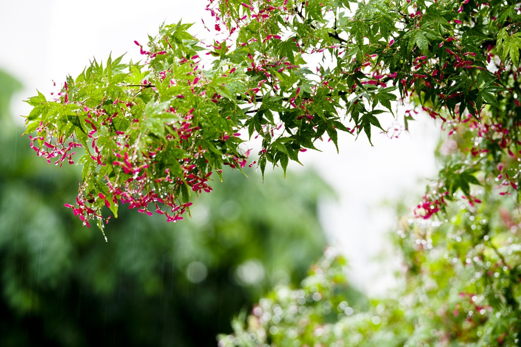 _IMG1043_1024.jpg : 봄비내리던 날