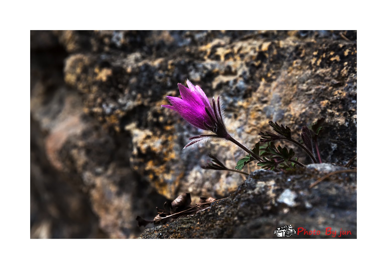 D55A0199-3.jpg : 외로운 할미꽃