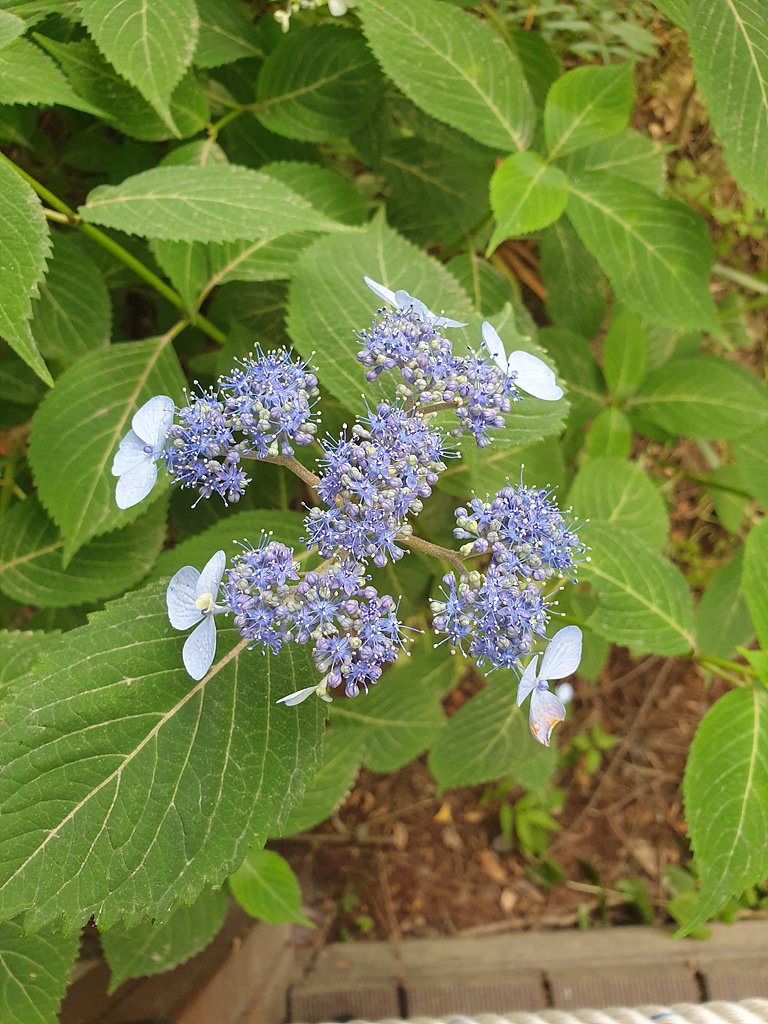20220612_145203.jpg : 6월12일 물향기 수목원 수국 소식