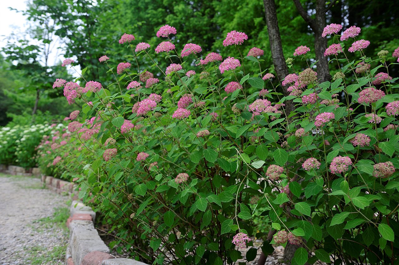 _DSC8178.jpg : 6월12일 물향기 수목원 수국 소식