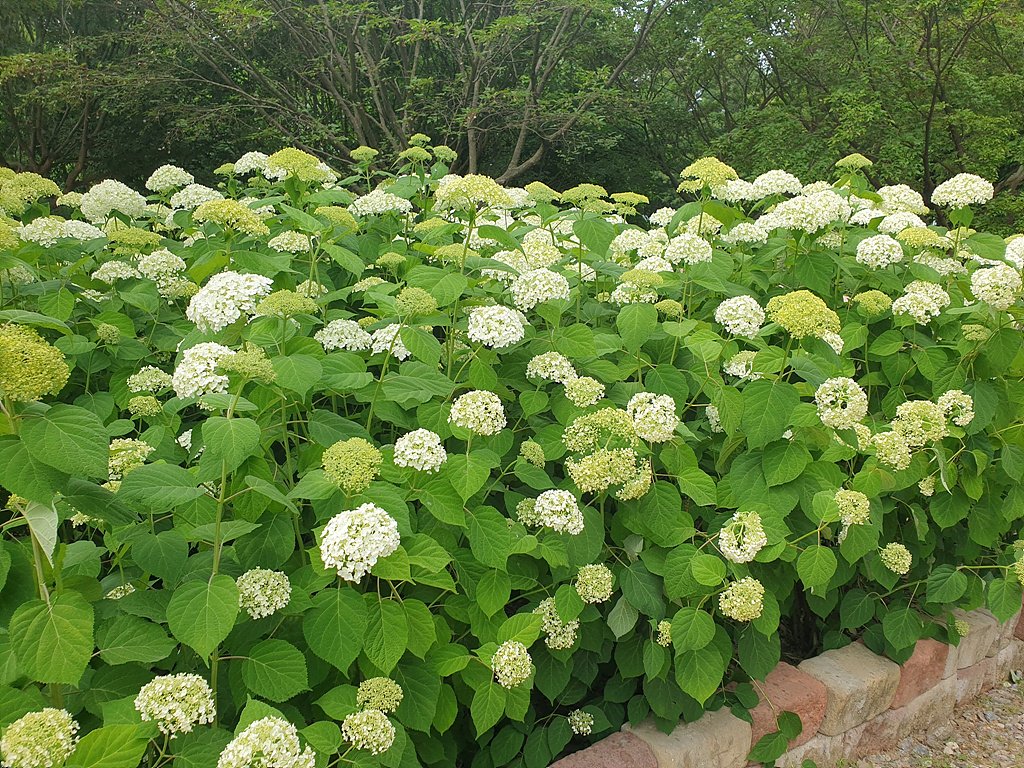 20220612_144013.jpg : 6월12일 물향기 수목원 수국 소식