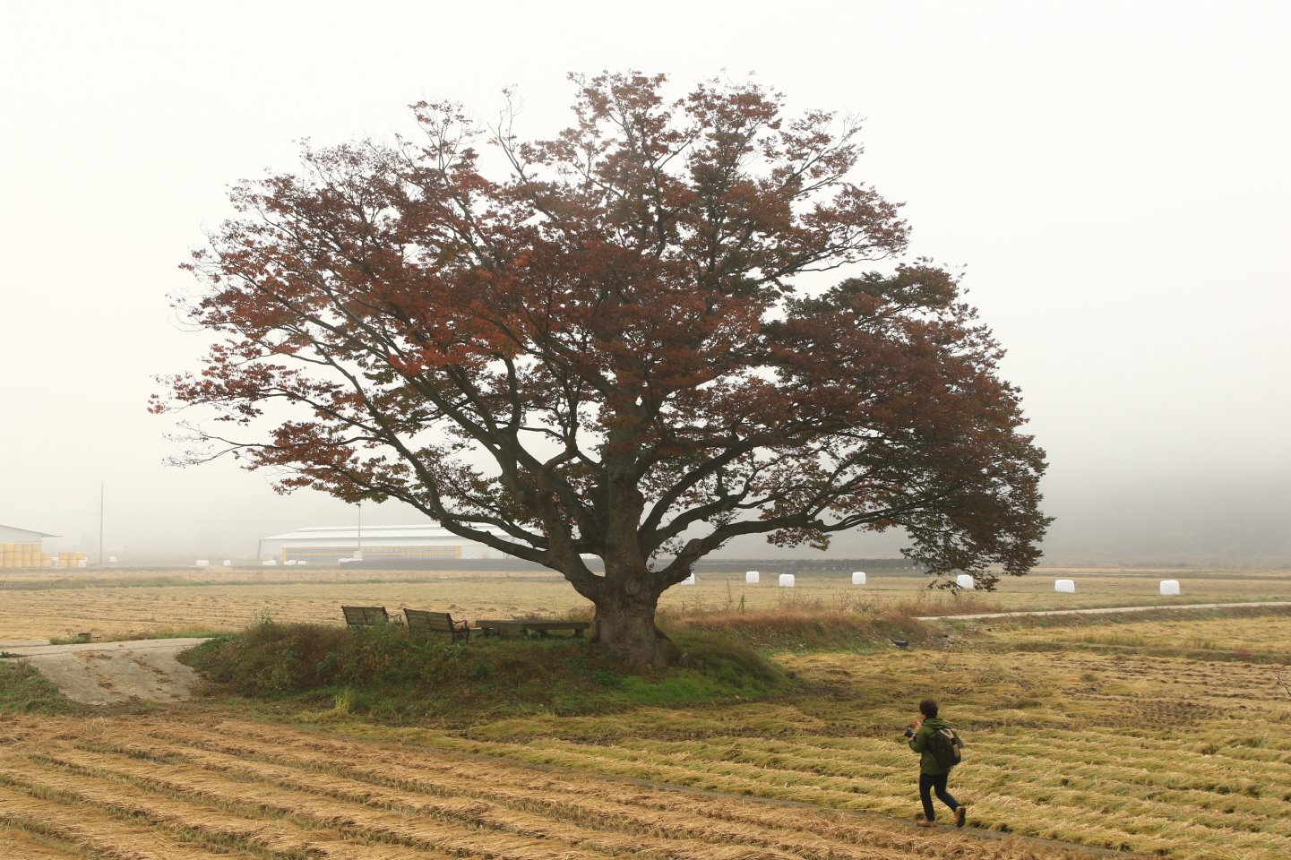 월정리 가을-1.JPG : 번개인증--가을