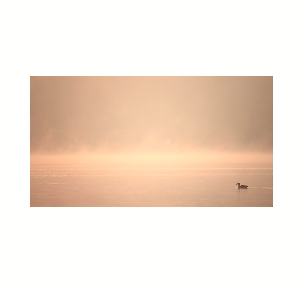 IMG_5103-1.jpg : 그 섬도 그 한마리 오리도,,,