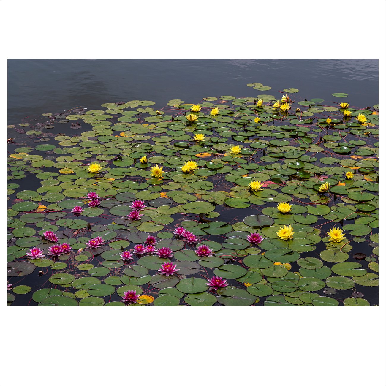 DSC_6967.jpg : 수련이 있는 풍경 ( 원천호수)