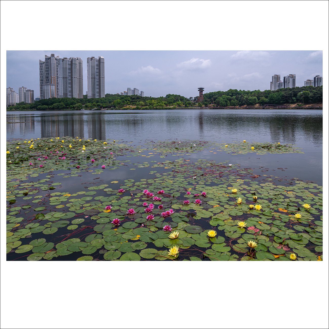 DSC_6970.jpg : 수련이 있는 풍경 ( 원천호수)