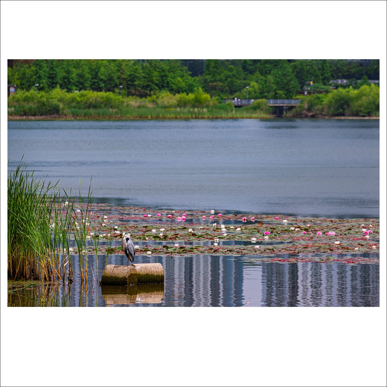 DSC_6936.jpg : 수련이 있는 풍경 ( 원천호수)