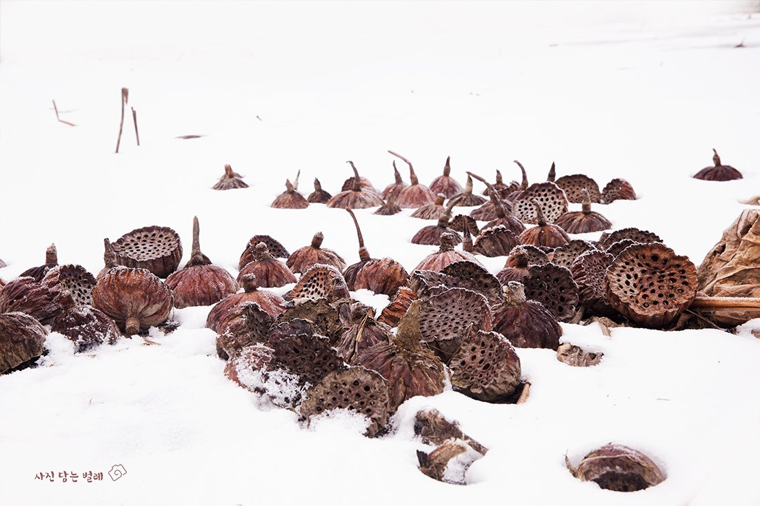 CE3A5242-1resize.jpg : 씨방석