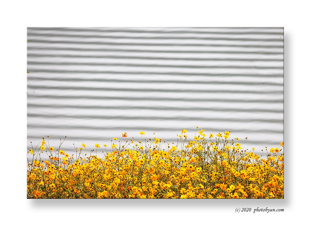 0P3A4239-편집.jpg : 자라섬