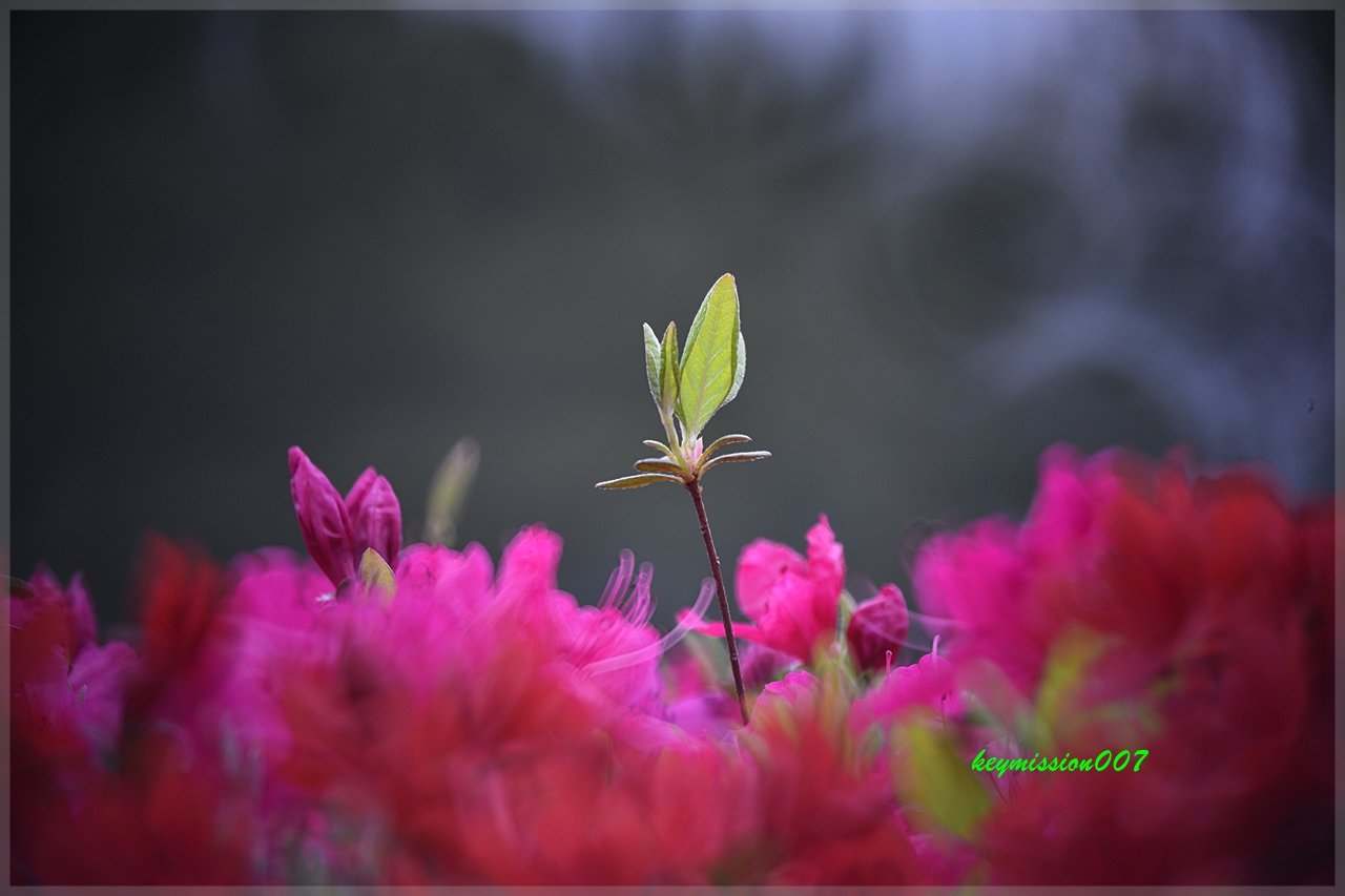 25454136.JPG : 금낭화