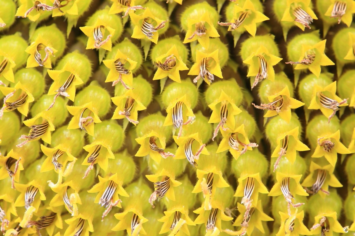 해바라기2.JPG : 꽃속에 꽃