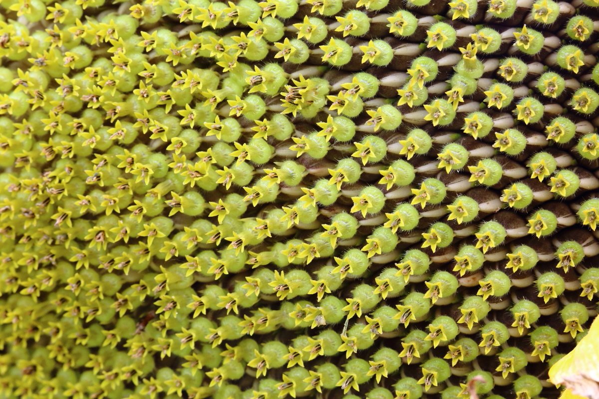 해바라기1.JPG : 꽃속에 꽃