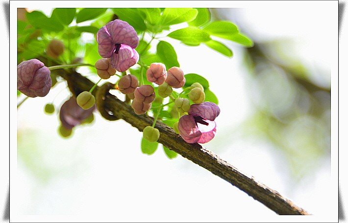 BandPhoto_29691433916.jpg : 으름덩굴(꽃)