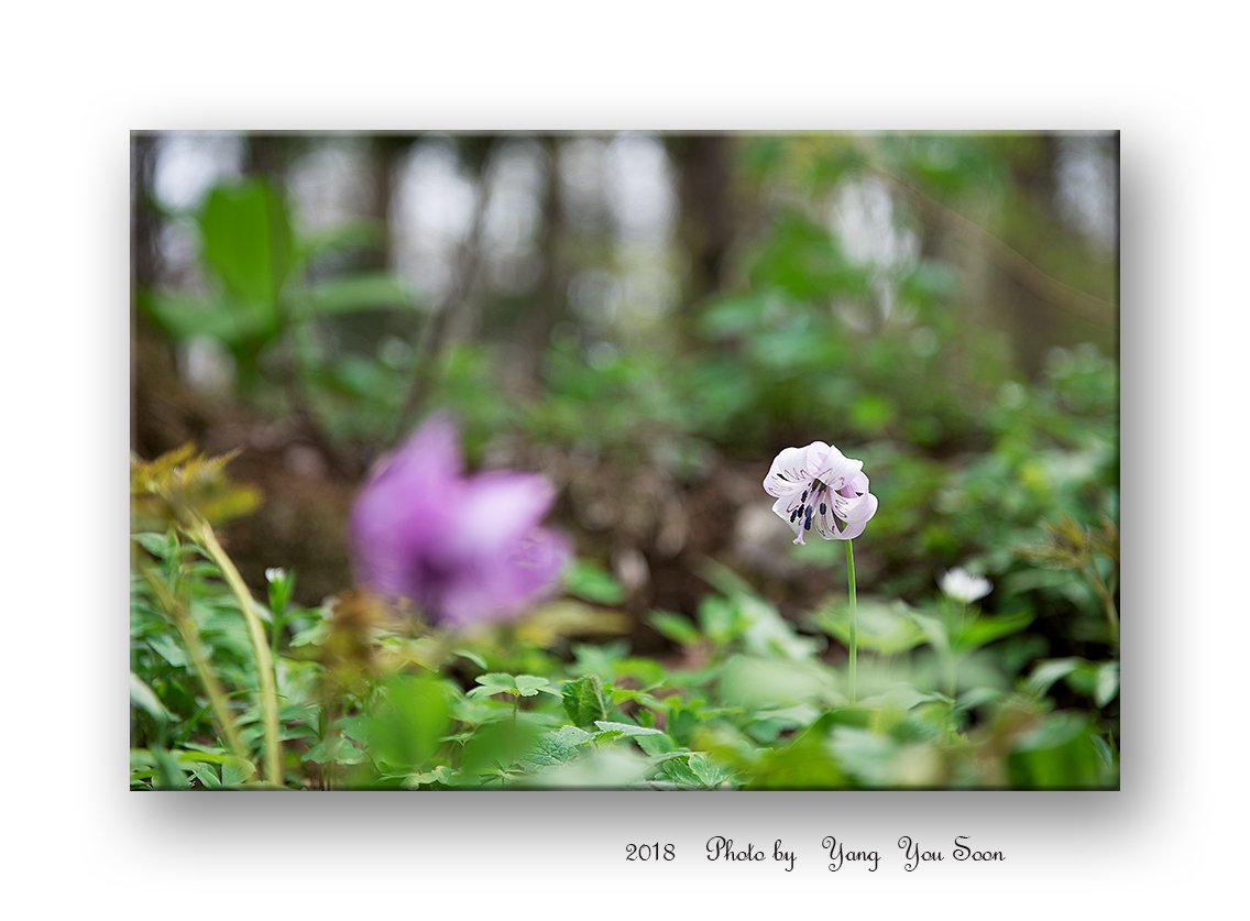 DSC_8594-1-r.jpg : 얼레지꽃