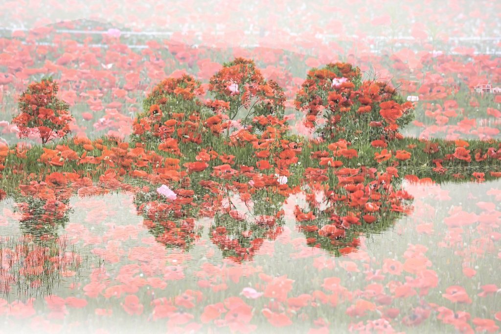 5K5A7477-20200605.jpg : ㅇ꽃정원