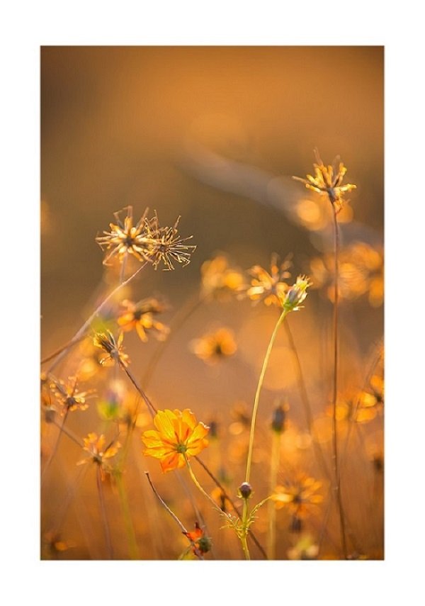 물의정원-Web.jpg : 황금꽃