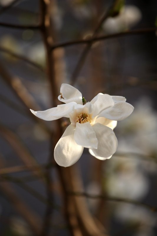 IMG_9832-1-2.jpg : 저도 목련