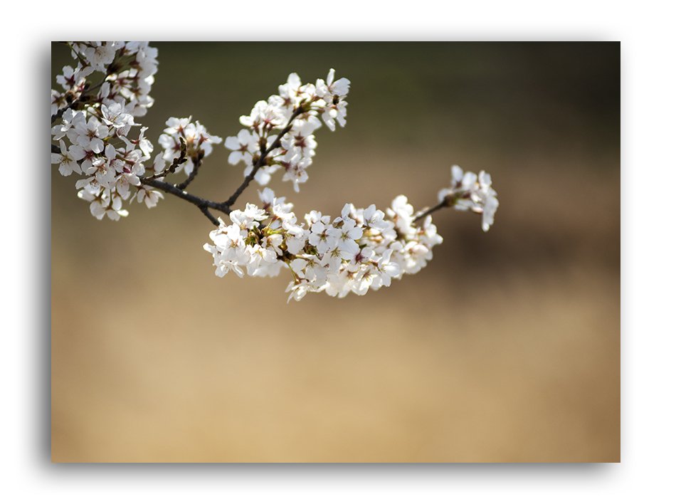 DSC_5762 복사.jpg : 벗곷