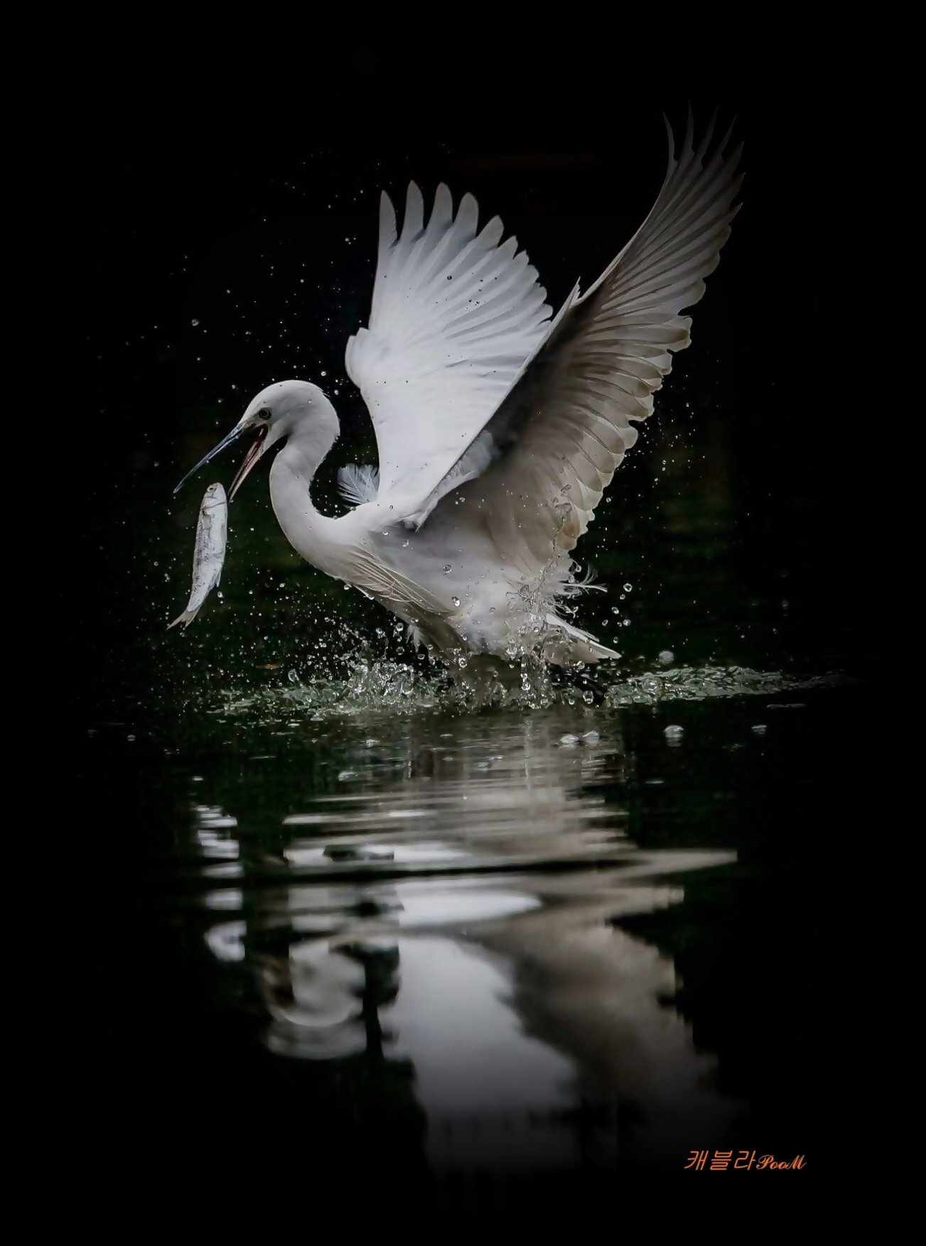 새4.jpg : 새 새4.jpg : 새