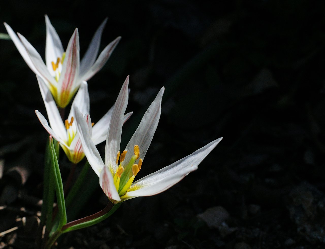 _DSC0099_00001.jpg : 신구대 야생화