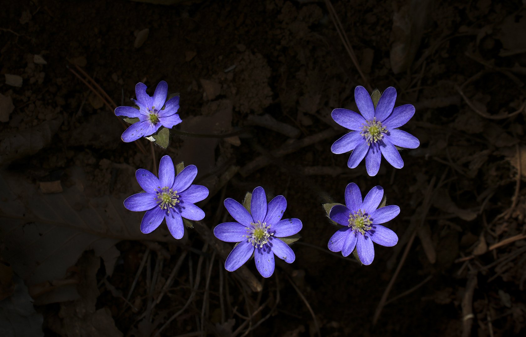 0T6A9774-5성 노루귀-소.jpg : 5성 청노루귀