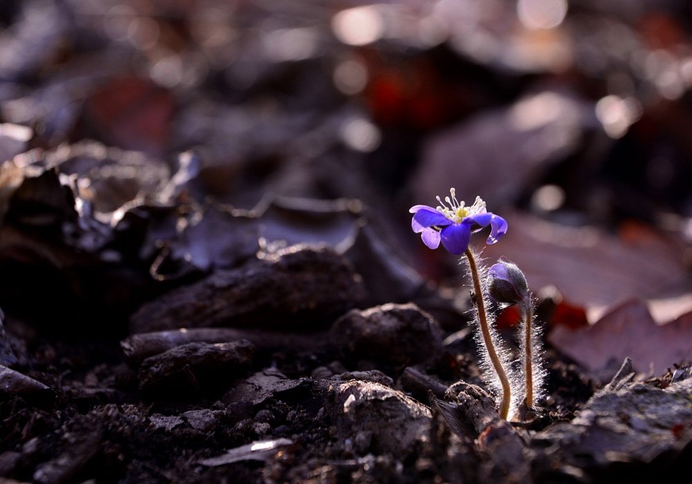 DSC_1206.JPG : 청노루귀~~