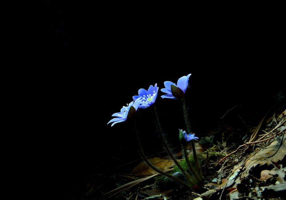 DSC_1022.JPG : 청노루귀~~