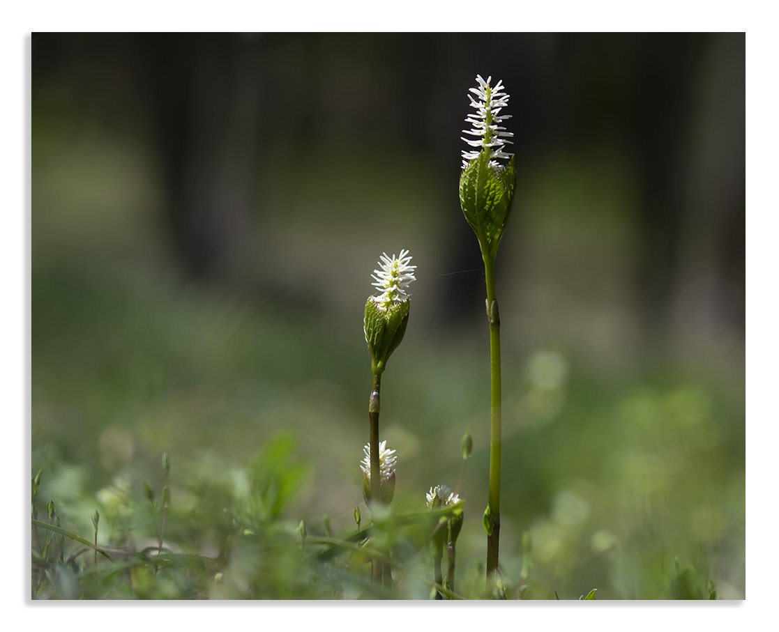 DSC_0779@.jpg : 홀아비 꽃대