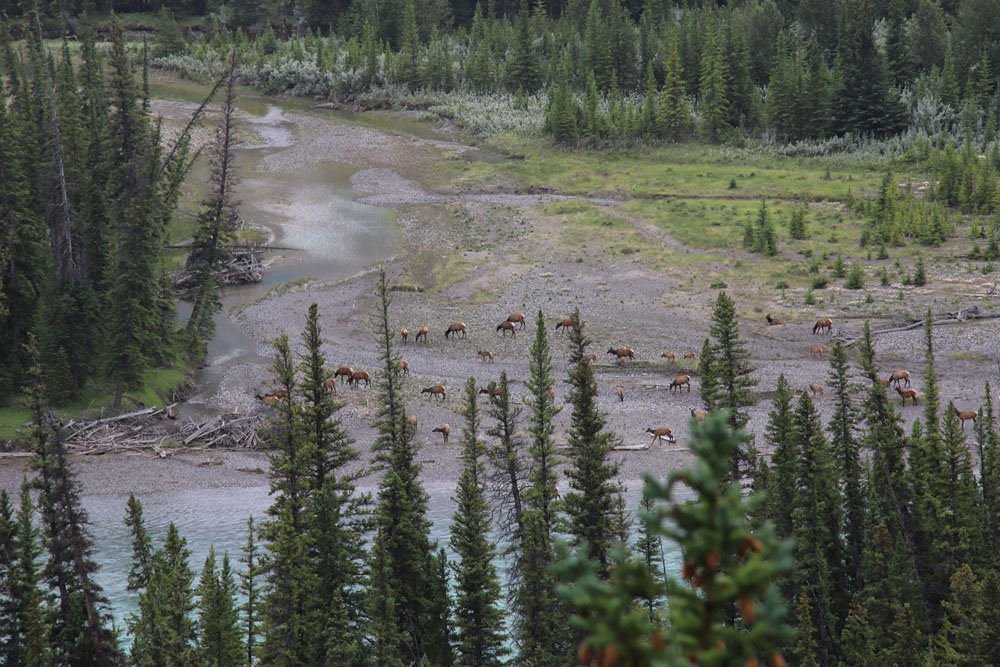 IMG_4718-.jpg : 로키의 야생동물