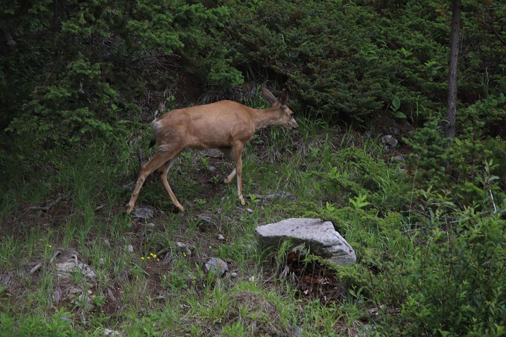 IMG_4649-.jpg : 로키의 야생동물