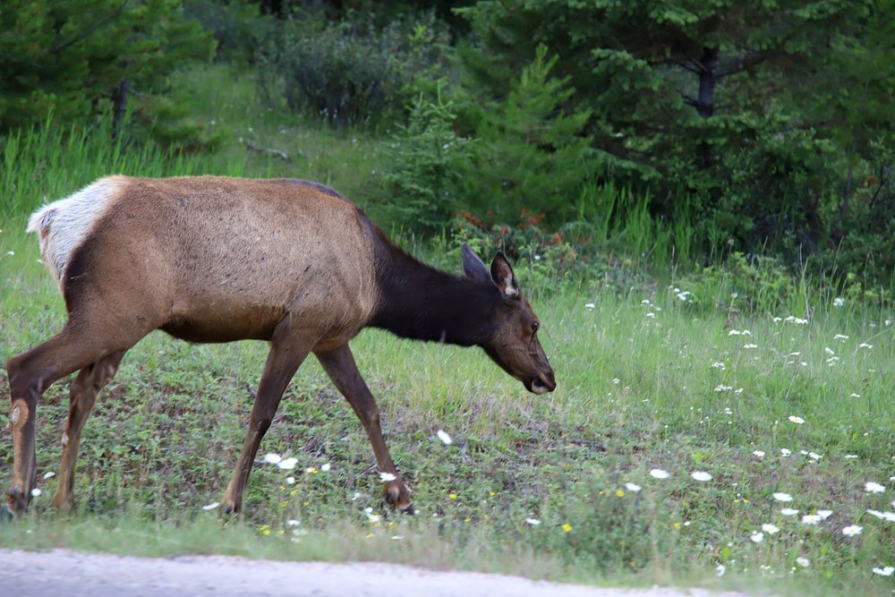 IMG_2700-.jpg : 로키의 야생동물