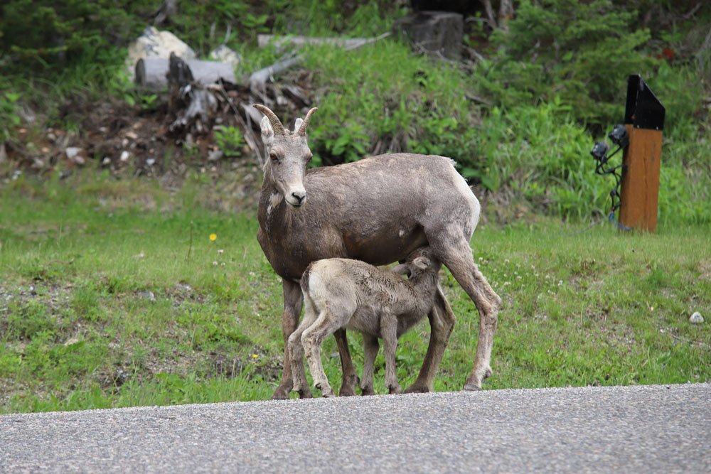 IMG_4645-.jpg : 로키의 야생동물