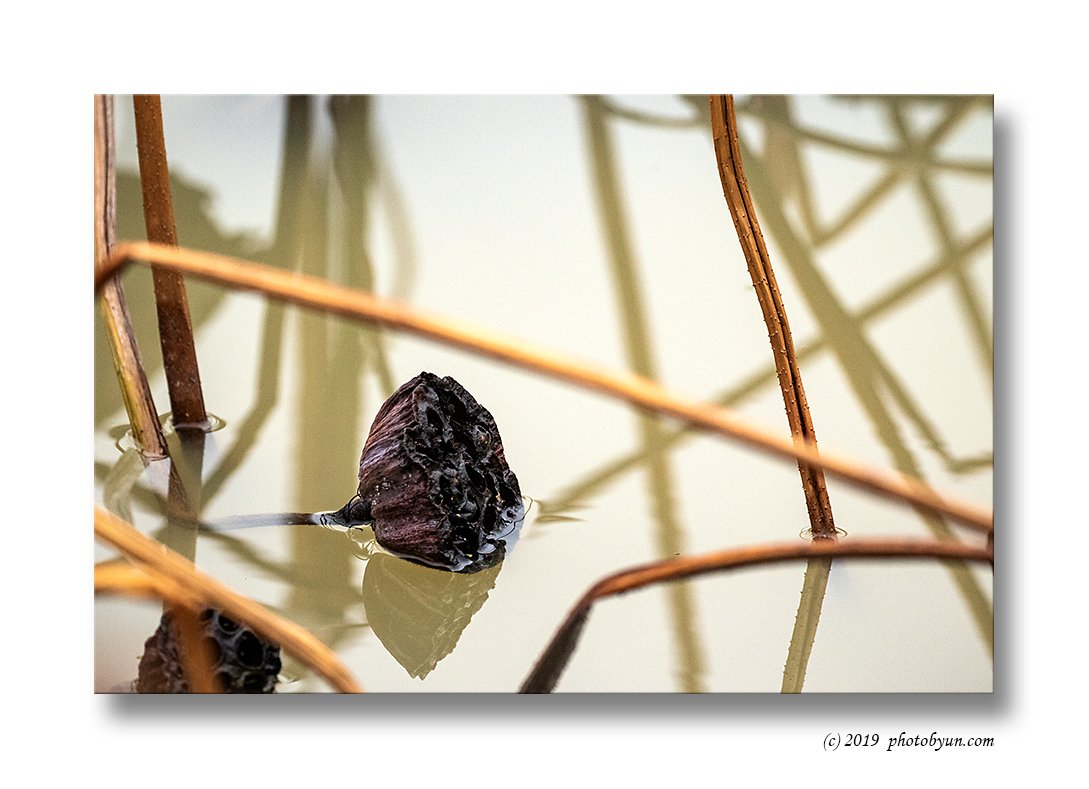 181A0660-2-편집.jpg : 스러지다