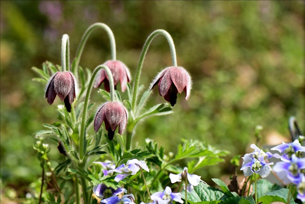 DSC_0349.jpg : 할미꽃을 찾아서