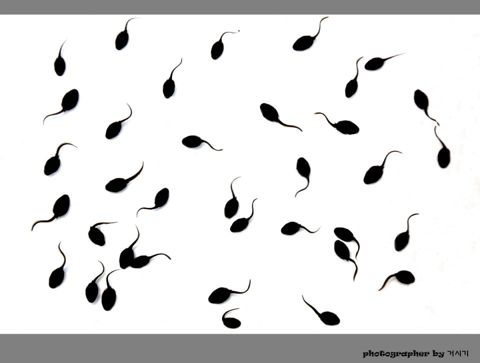 올챙이1.JPG : 구성