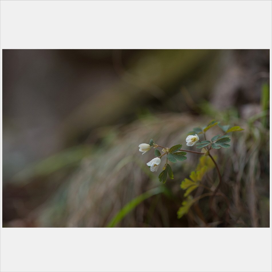 [R]DSC_8742.jpg : 화야산의 만주바람꽃