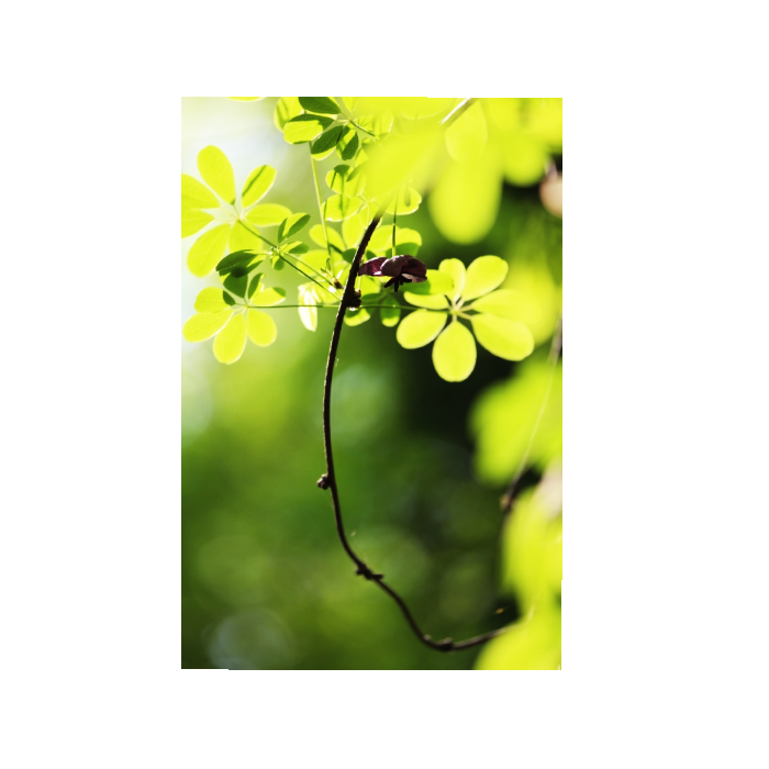 instasize_190506160704.png : 연두빛 고운..