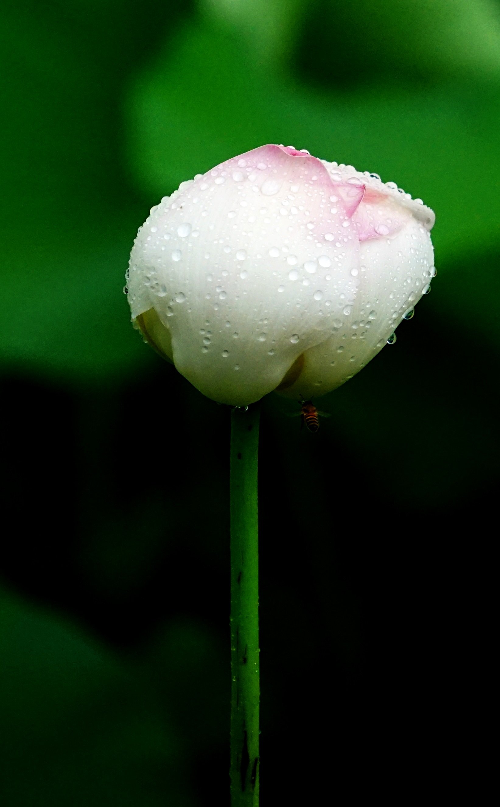 DSC08626.JPG : 아가씨...........