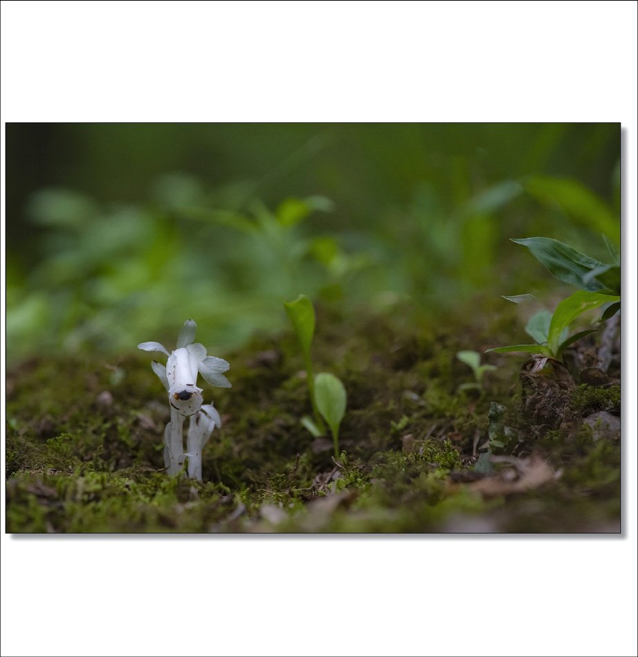 [R]DSC_4149.jpg : 나도수정초