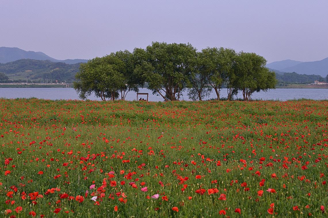 BandPhoto_6186749334.jpg : 물의정원 개양귀비꽃