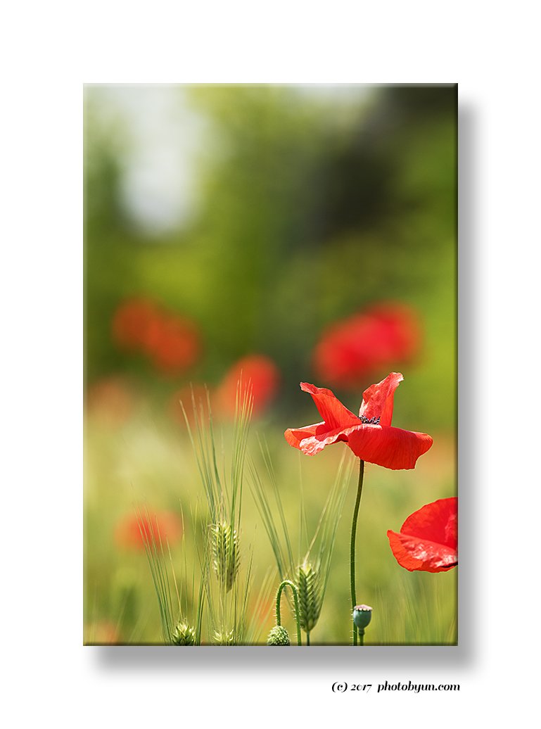 181A9835.jpg : 양귀비