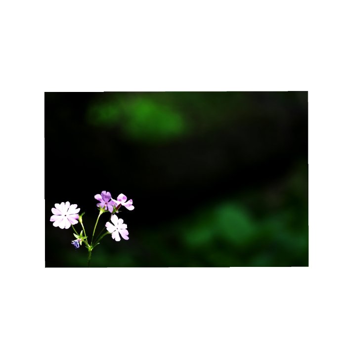 앵초3.jpg : 행복의 열쇠 앵초3.jpg : 행복의 열쇠