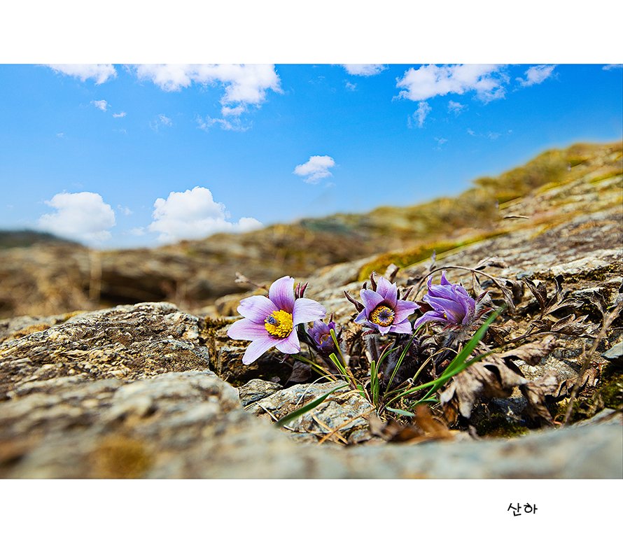 2M3A26292.jpg : 동강 할미꽃