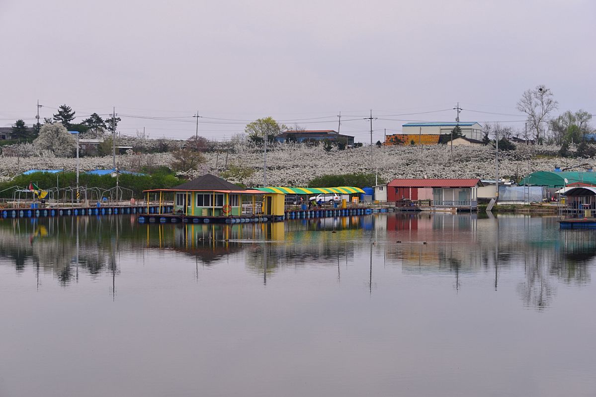 DSC_4162.JPG : 배꽃이 필때면~~