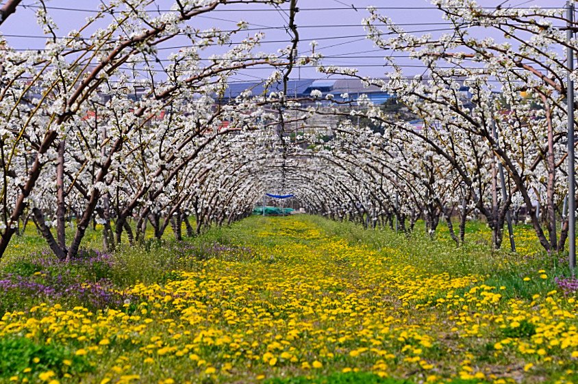 DSC_4205.JPG : 배꽃이 필때면~~