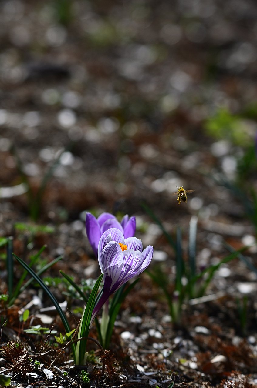 _DSC3150_00001.jpg : 크로커스